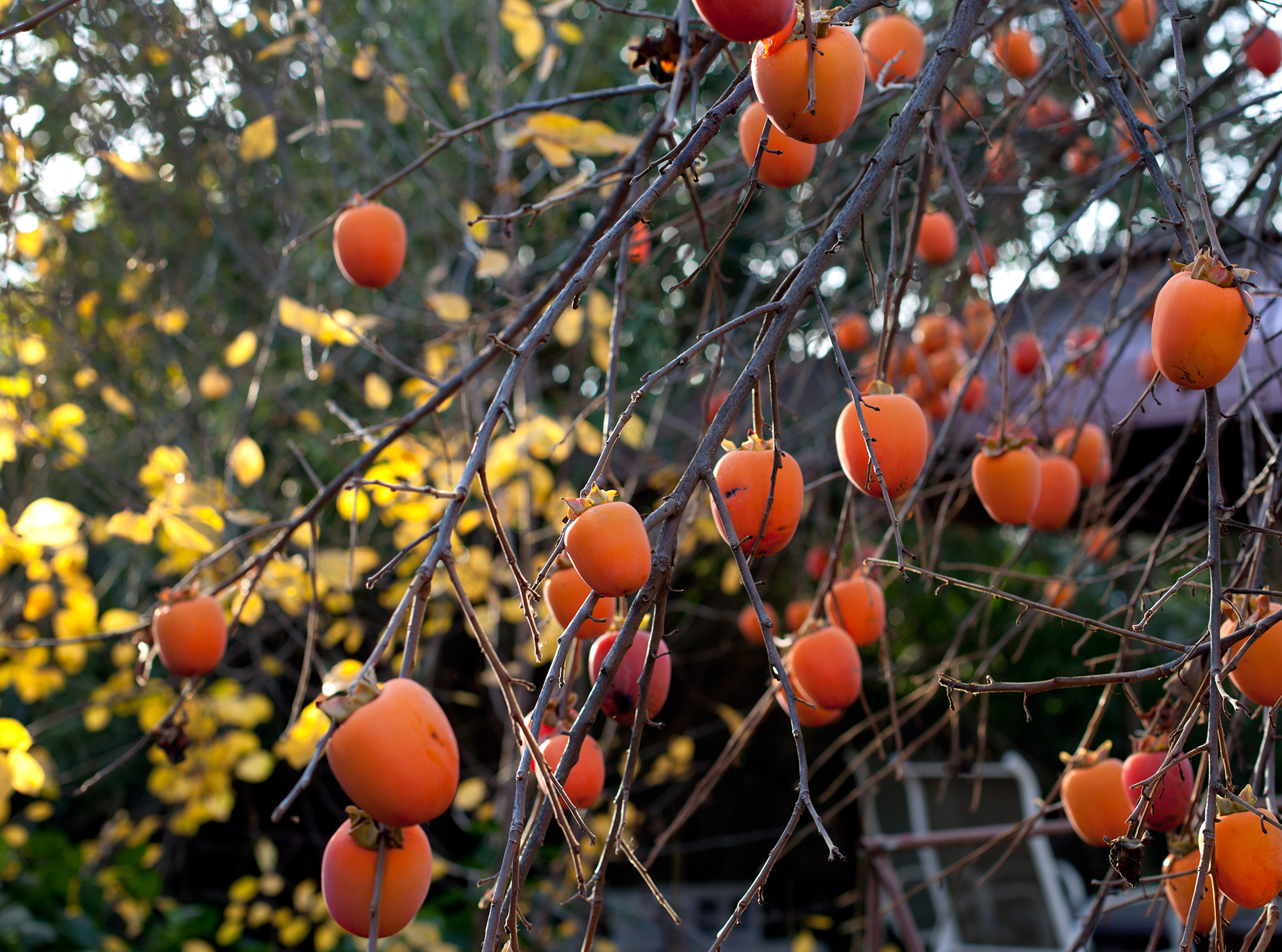 2000-fruit-of-the-persimmon-tree-by-Robert-Couse-Baker.png